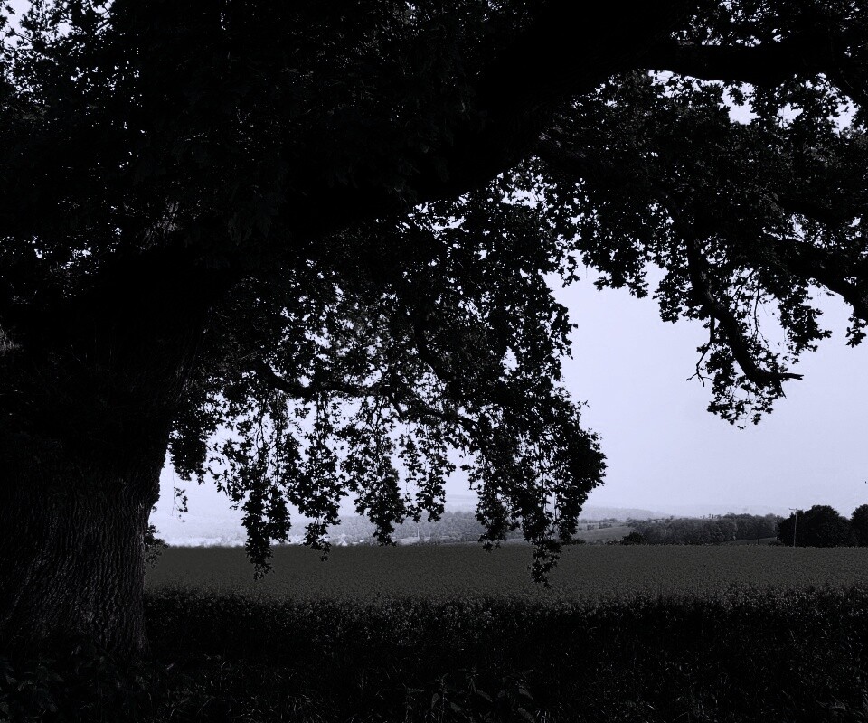 Старый дуб обои