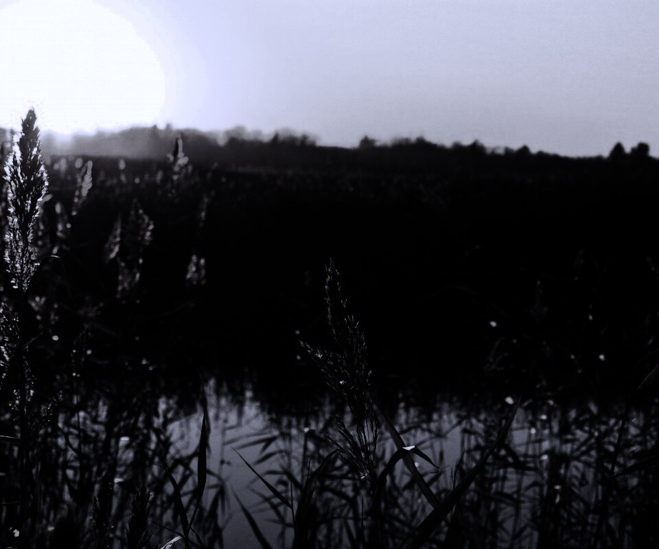 Заросшее озеро обои