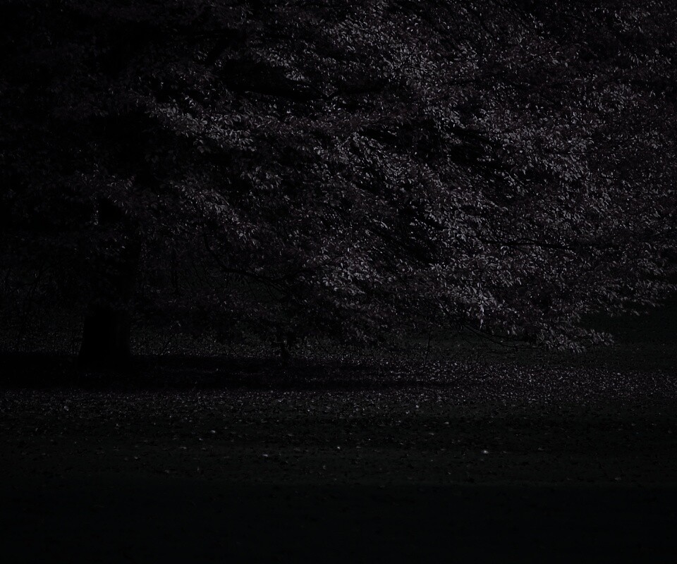 Пожелтевшее дерево с облетающей листвой обои