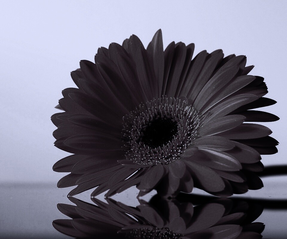 Гербер на стекле обои