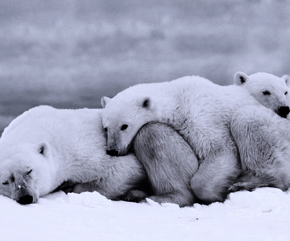 Белые мишки спят обои