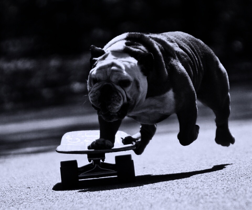 Собака на скейтборде обои
