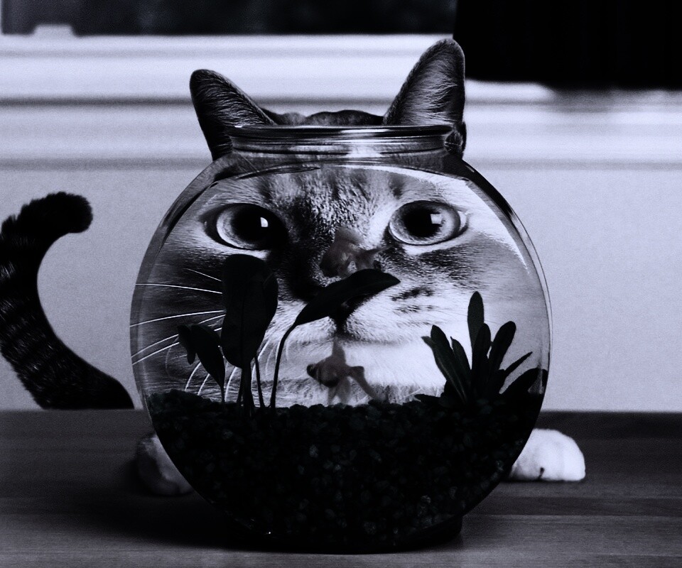 Сферический код за аквариумом обои