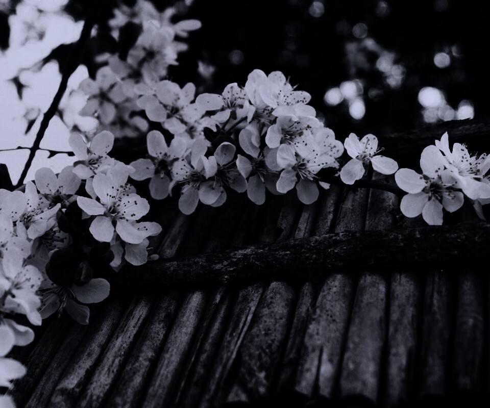 Веточка цветущей вишни обои