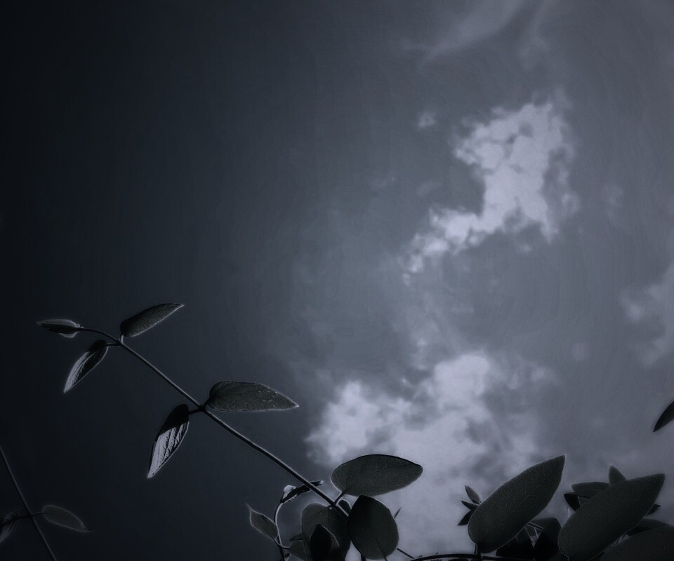 Веточки на фоне неба обои