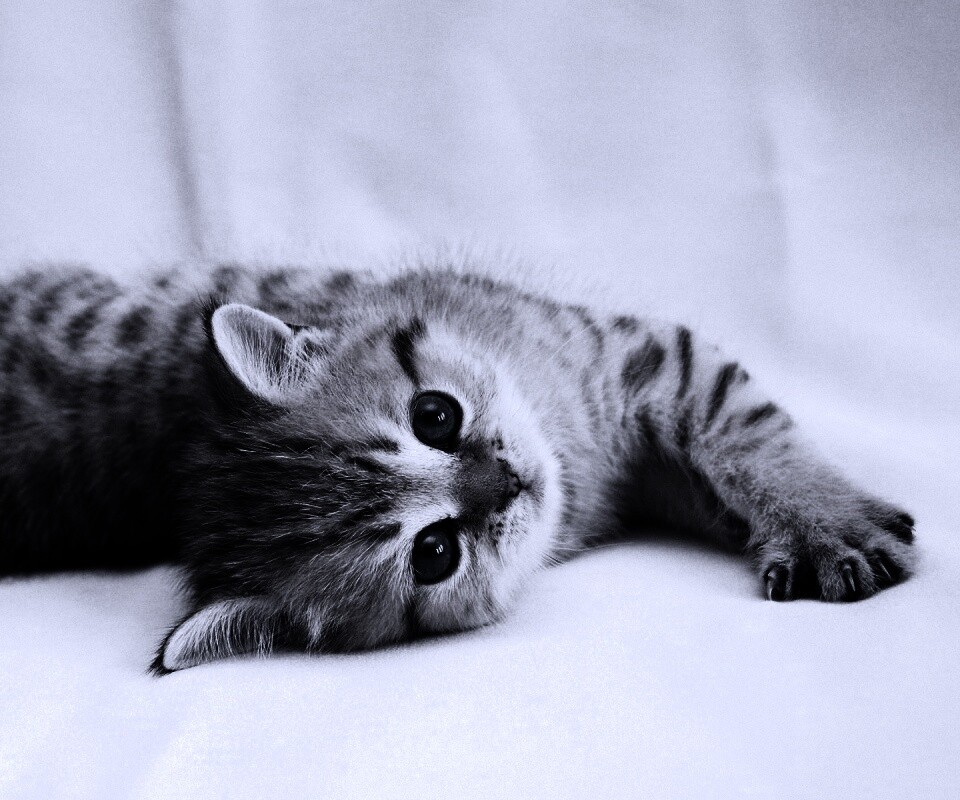 Рыжиый котенок с синим глазами обои