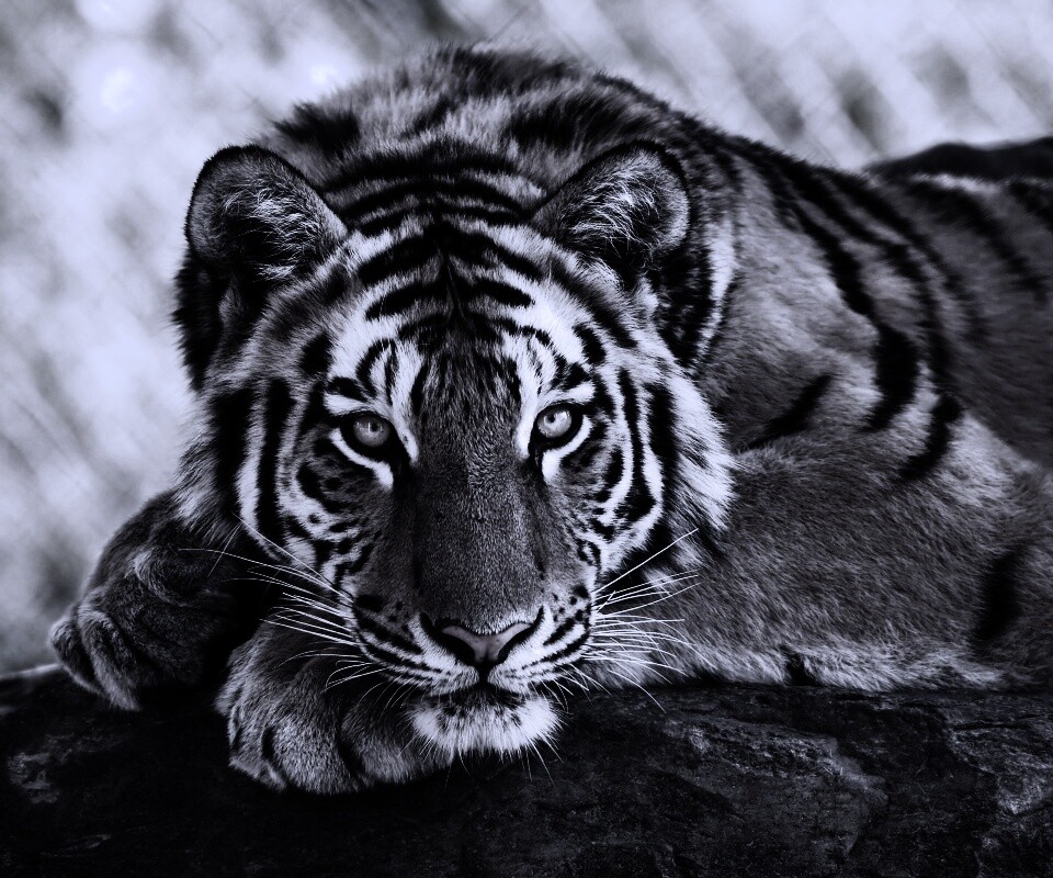 Большая полосатая кошка обои