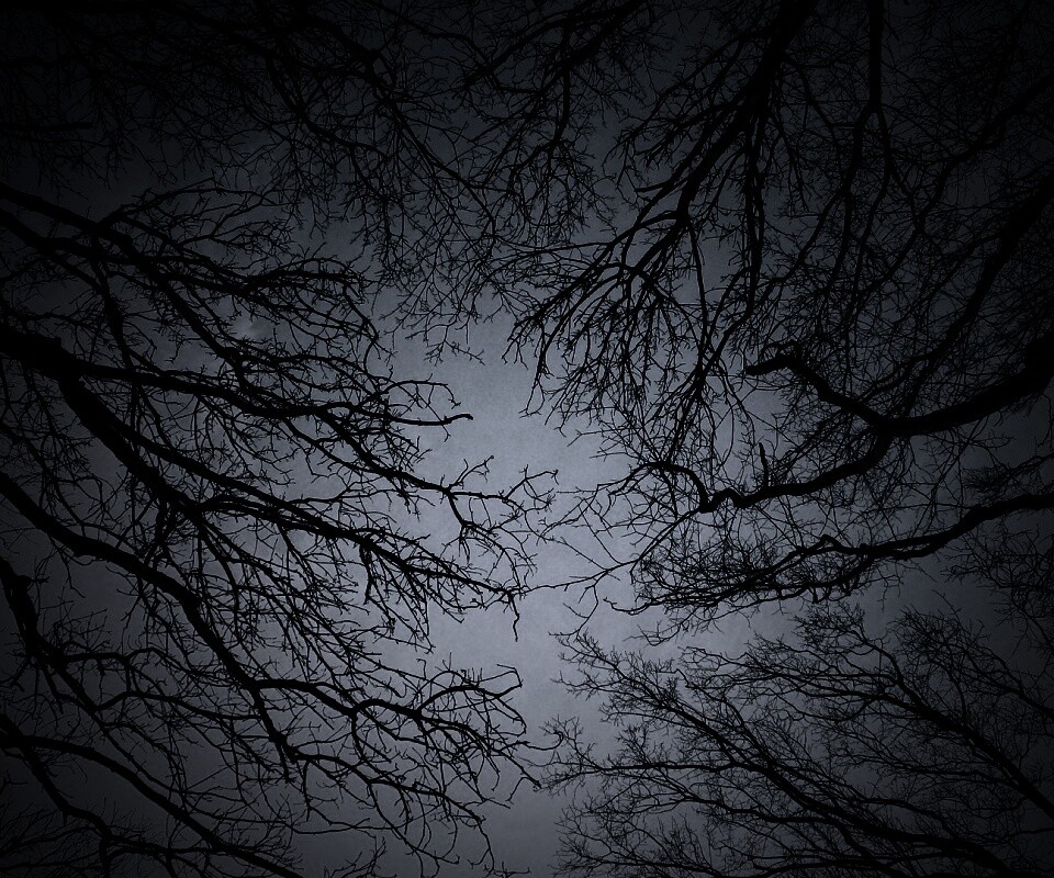 Голые кроны деревьев на фоне неба обои