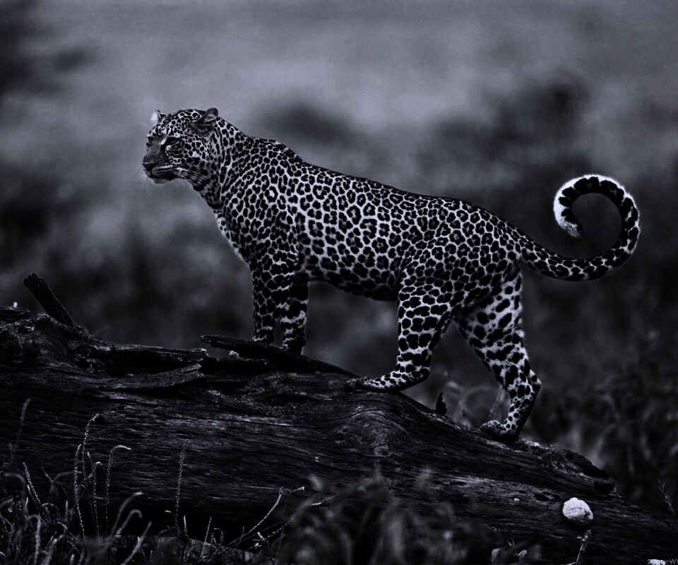 Леопард на природе обои