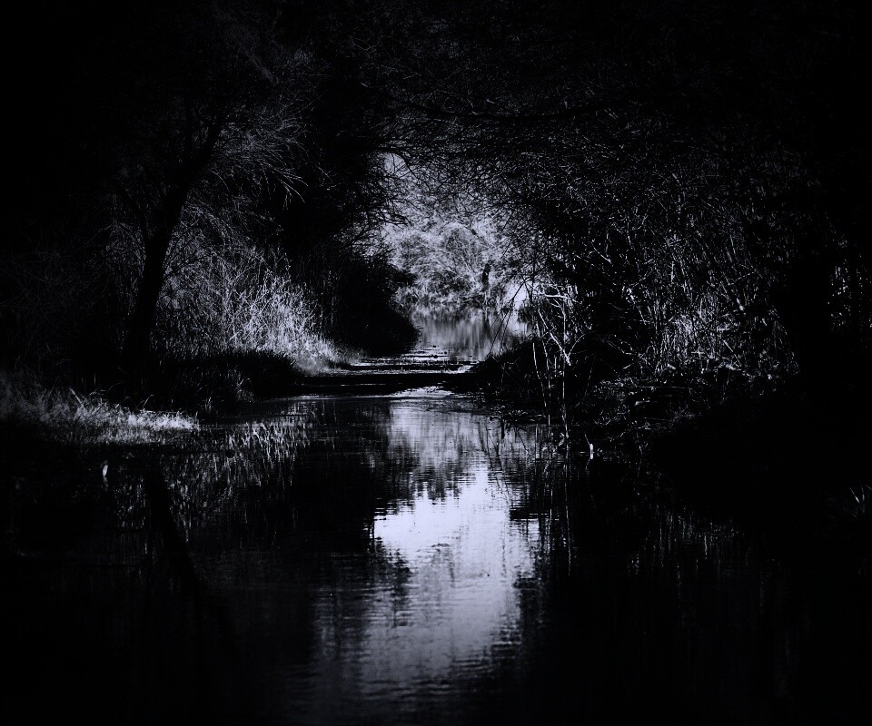 Лесная заросшая река обои