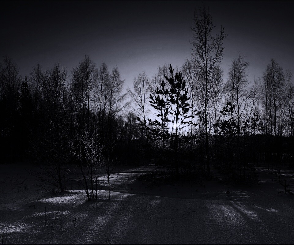 Зимний лес обои