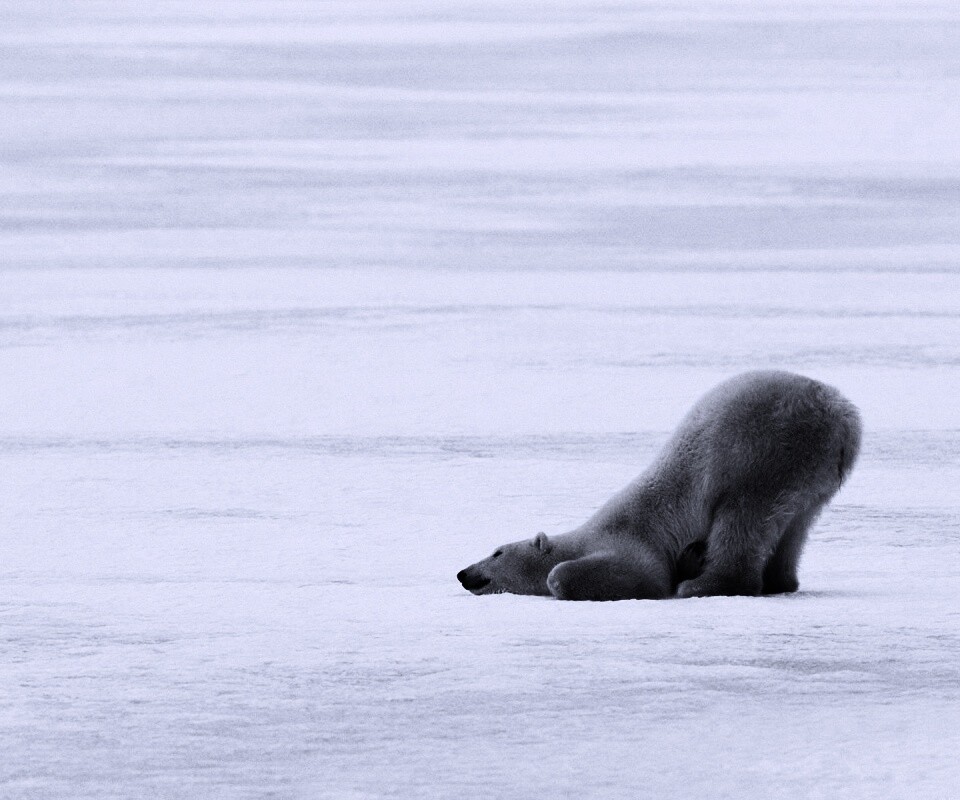 Полярный мишка в смешной позе обои