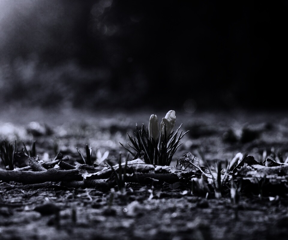 Весенняя трава и цветы обои