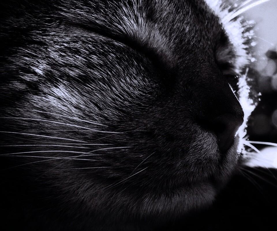 Спящий на солнце рыжий кот обои