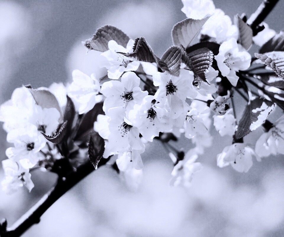 Белые цветы вишни обои