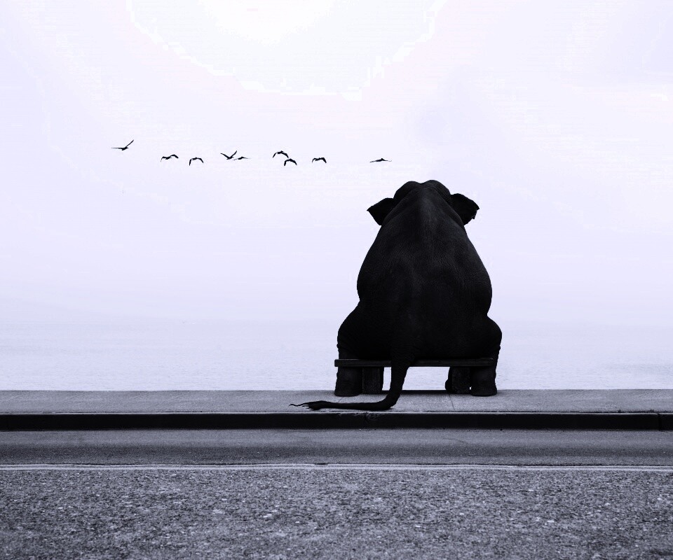 Слон на табуретке обои