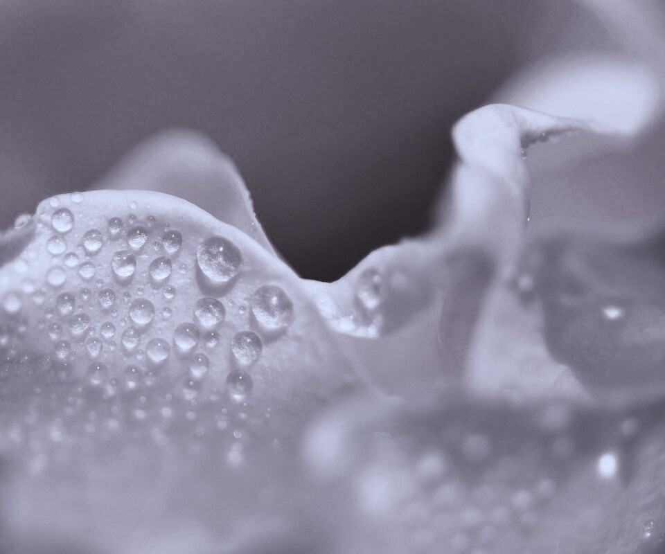 Нежность лепестков обои