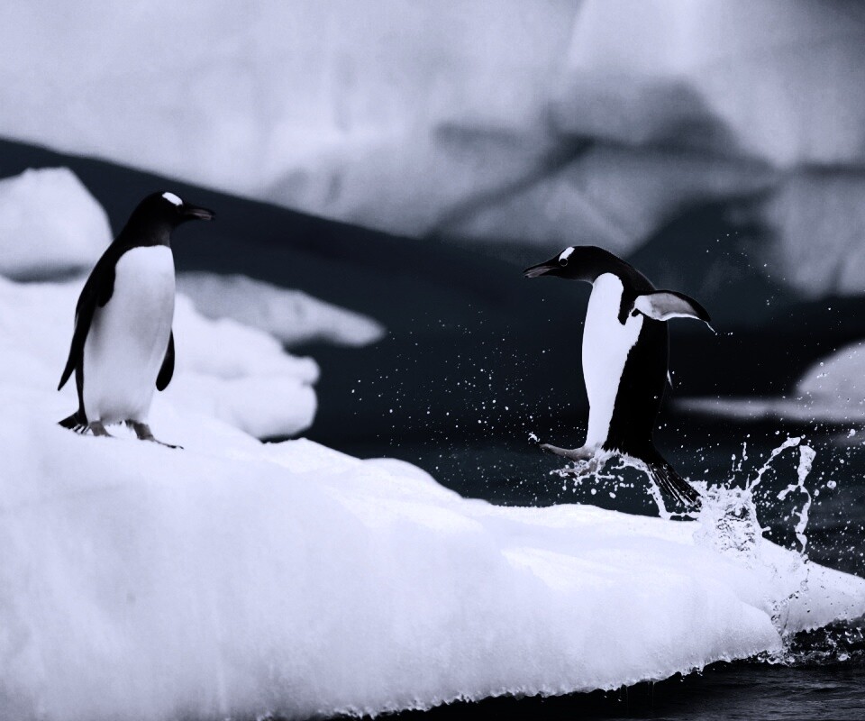 Пигвин запрыгивает на льдину обои