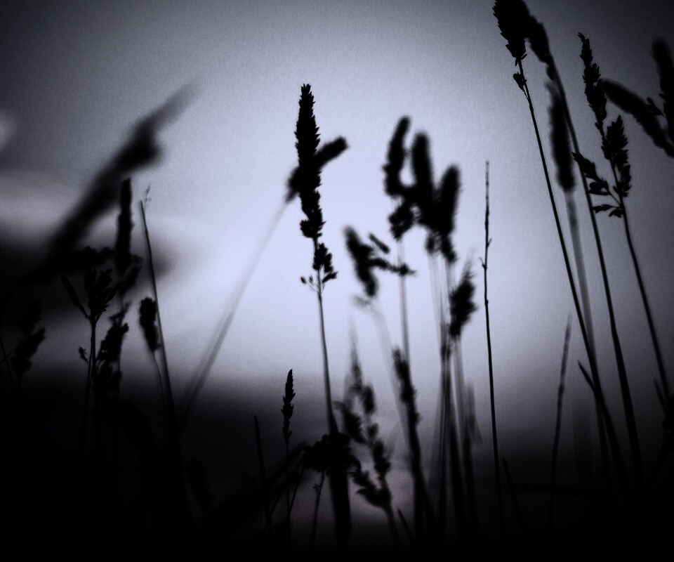 Дыхание природы обои