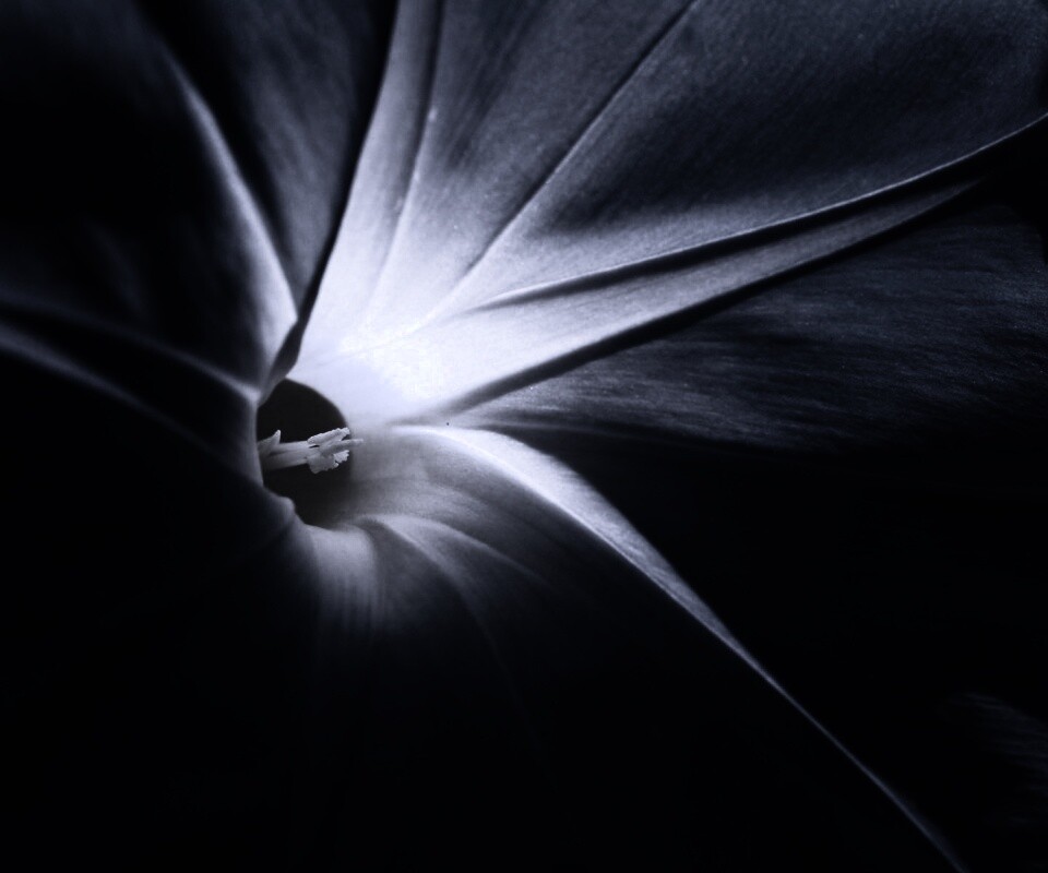 Нежный голубой цветок обои