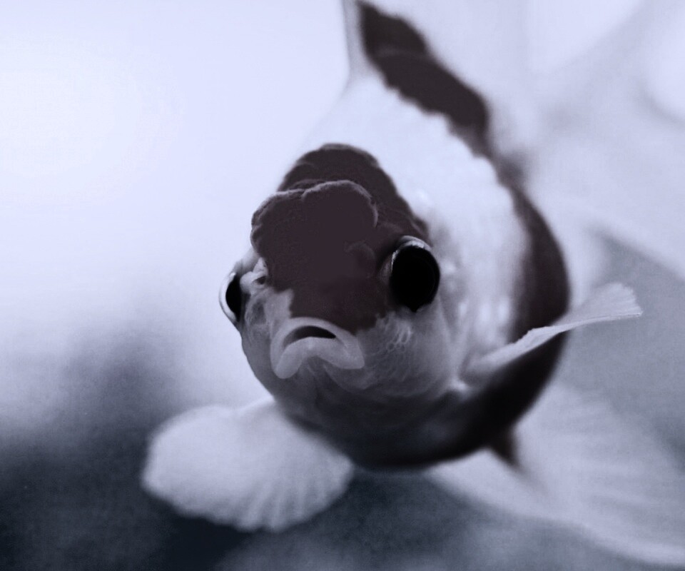 Аквариумная золотая рыбка обои