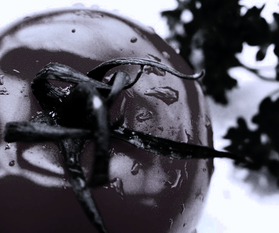 Свежая помидорка обои