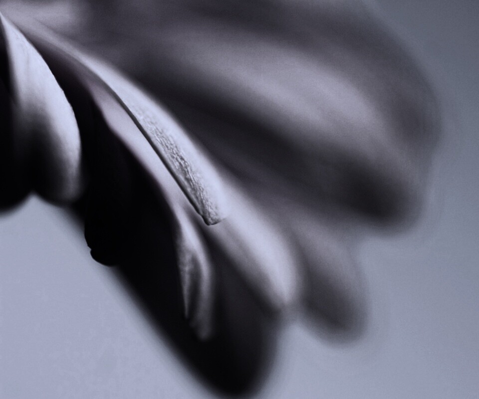 Лепестки цветка в макро обои