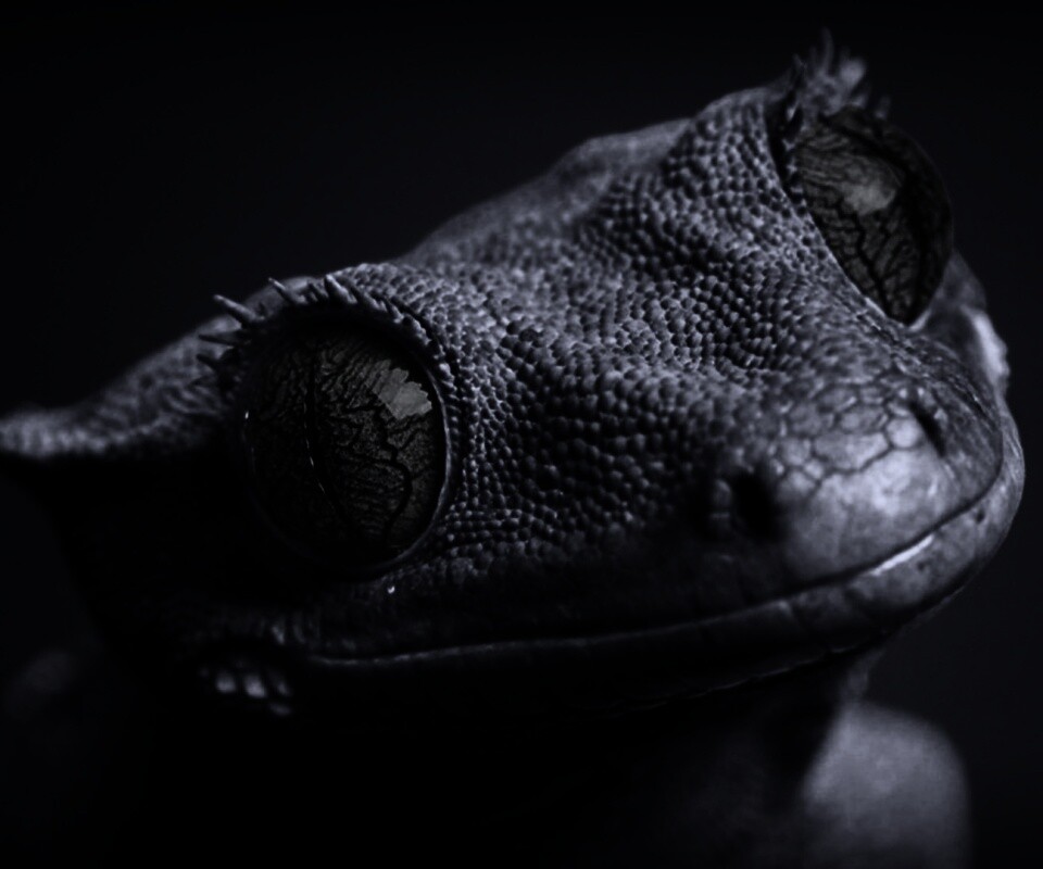 Ящерка обои