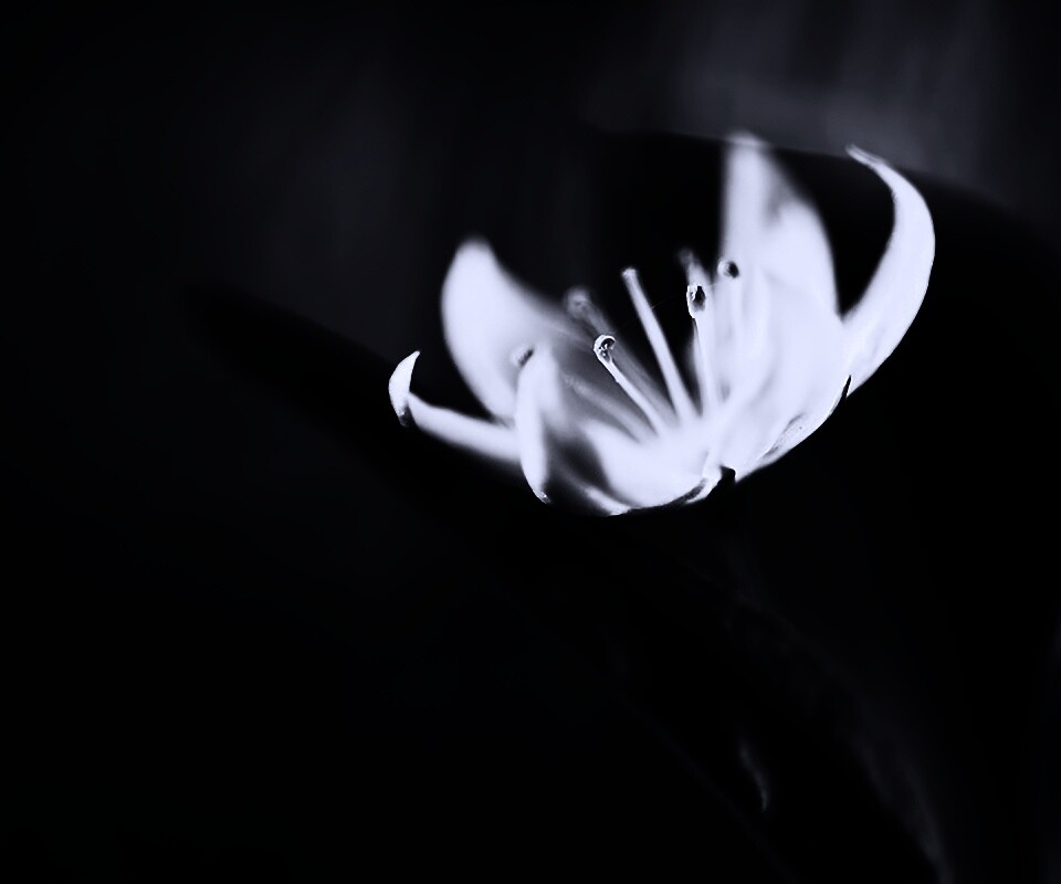 Белый цветок обои