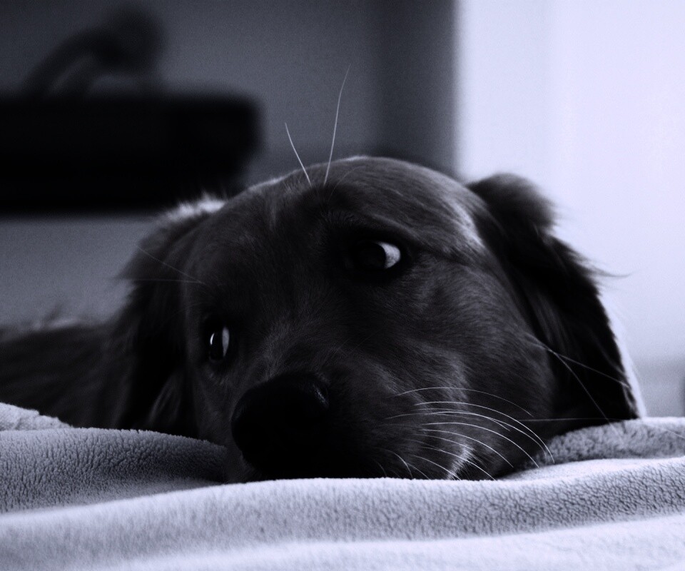 Лабрадор-ретривер обои