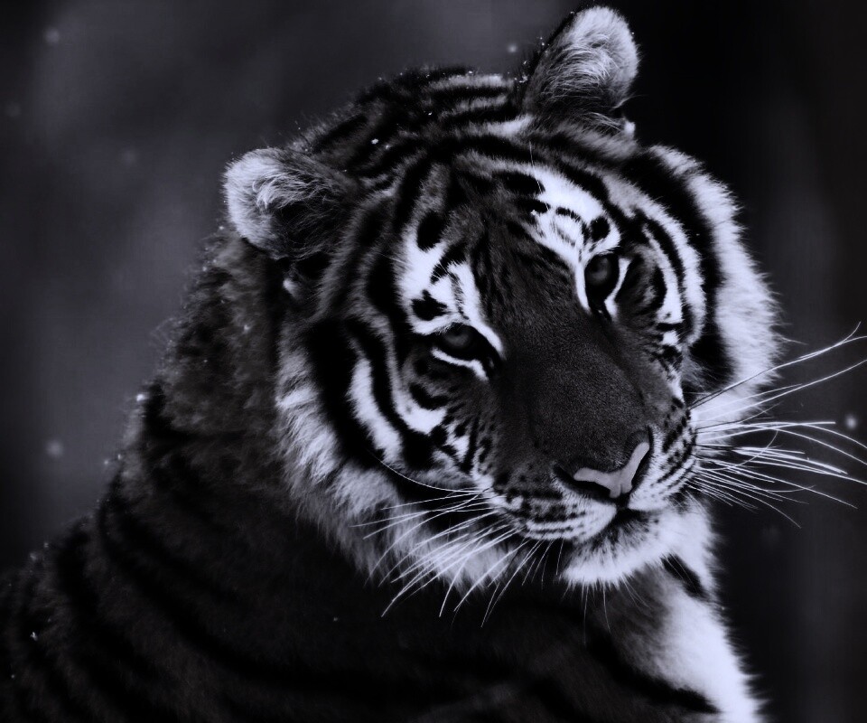 Тигр оборачивается обои