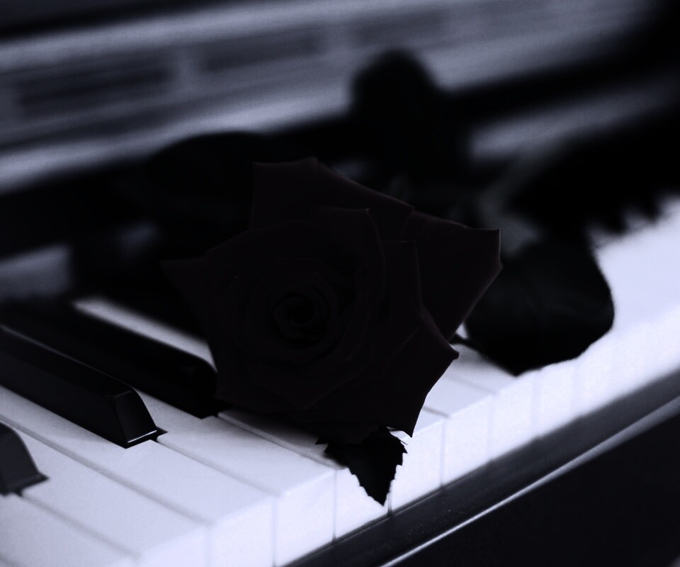 Роза на клавишах пианино обои