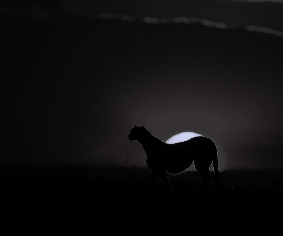 Гепард на закате обои