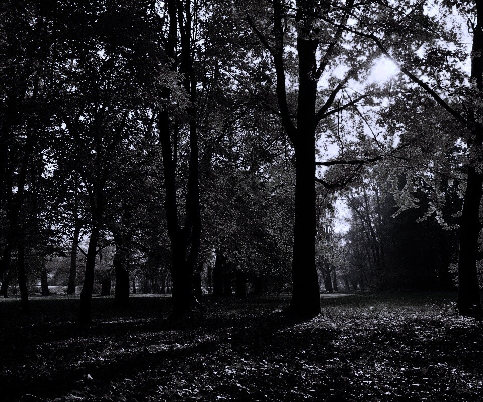 Осенний листопад в парке обои