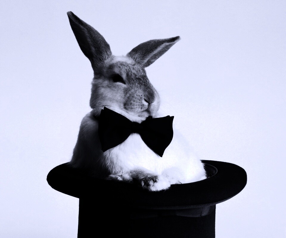 Кролик в цилиндре фокусника обои