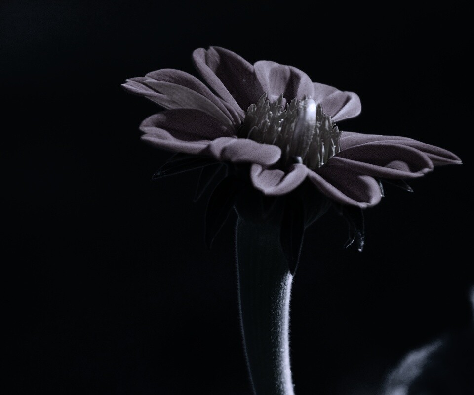 Красивый красный цветок обои