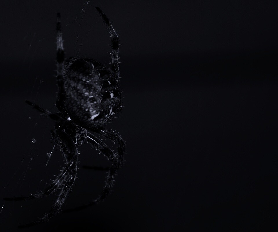 Паук обои