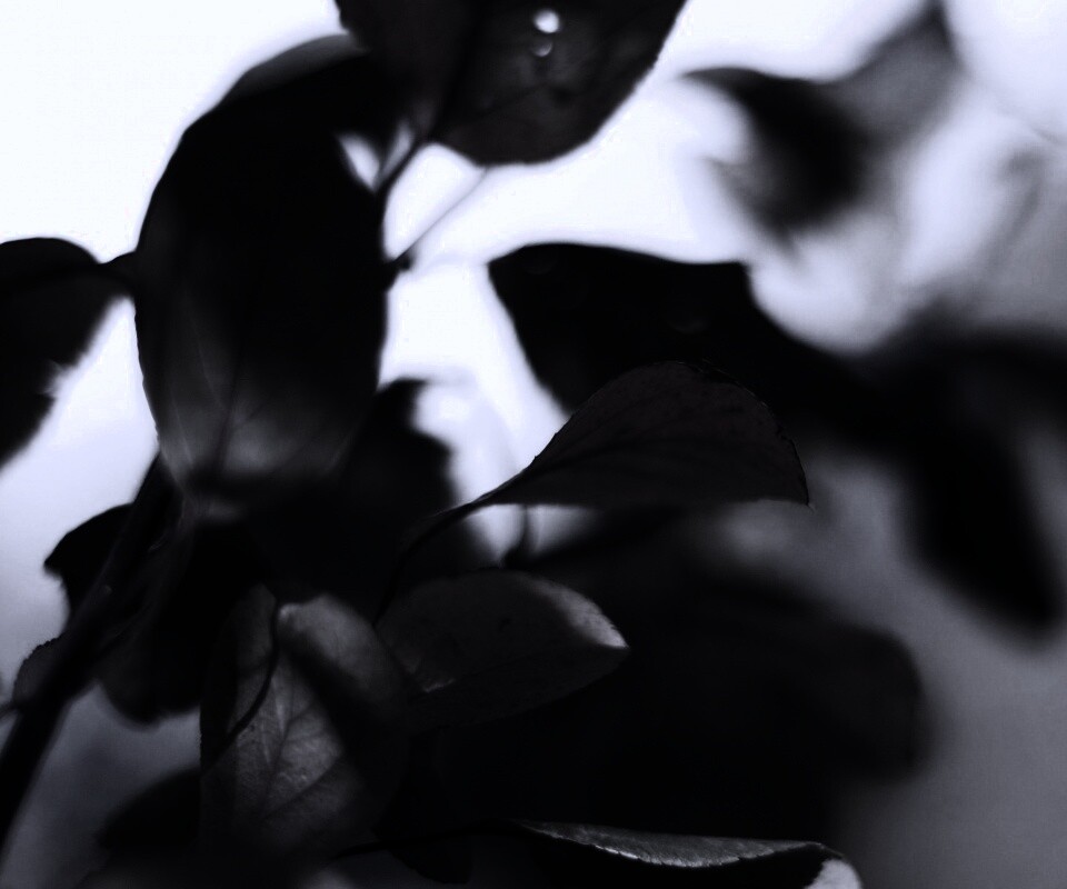 Увядающие листья обои