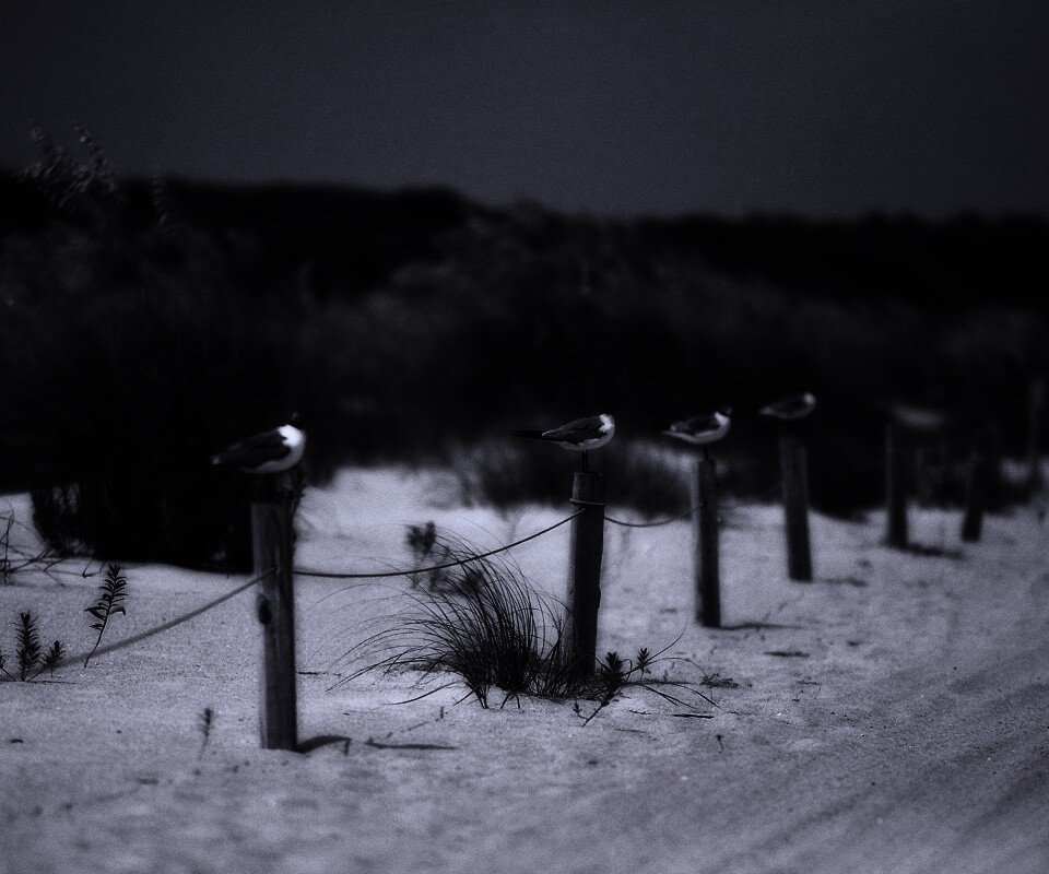 Птички на столбиках обои