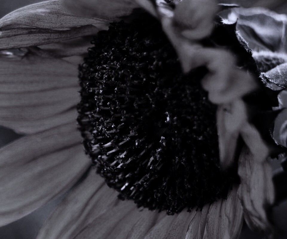 Подсолхну осенью обои