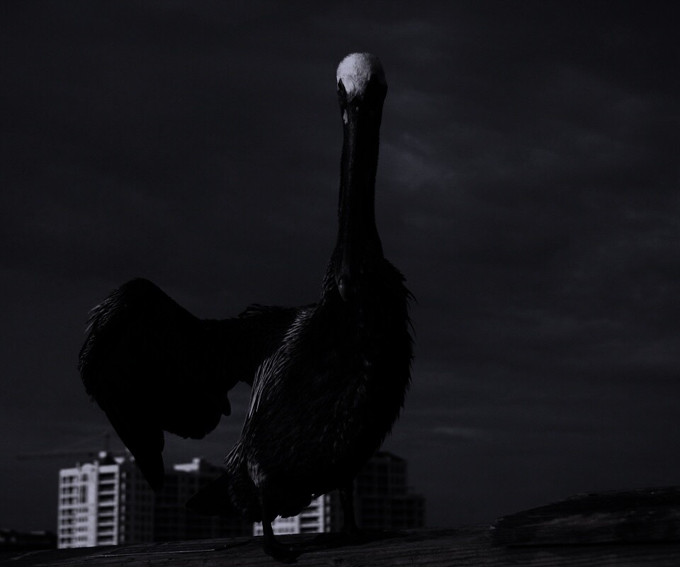 Привет, пеликан! обои