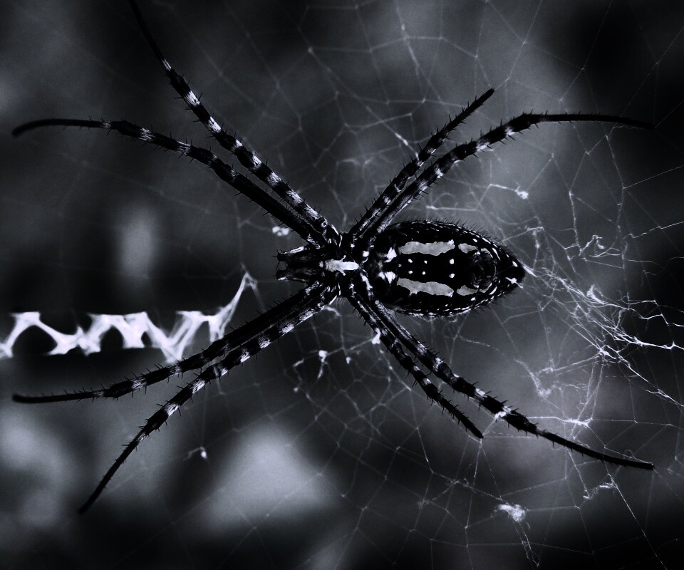 Огромный паук обои