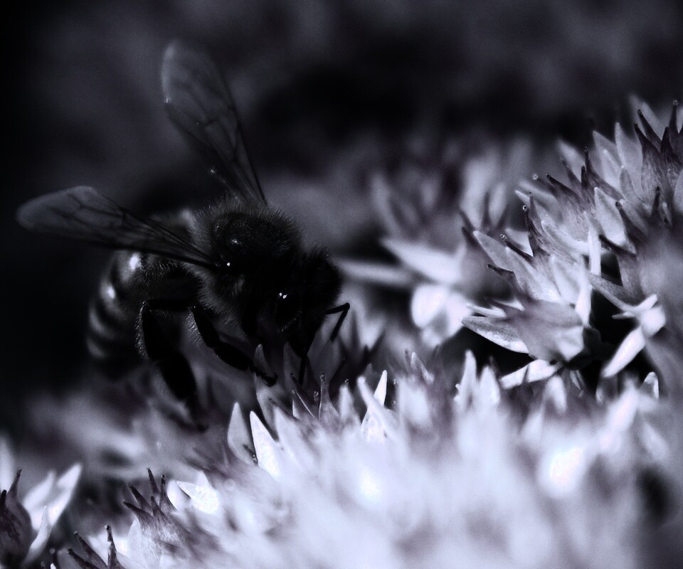 Пчела собирает пыльцу обои