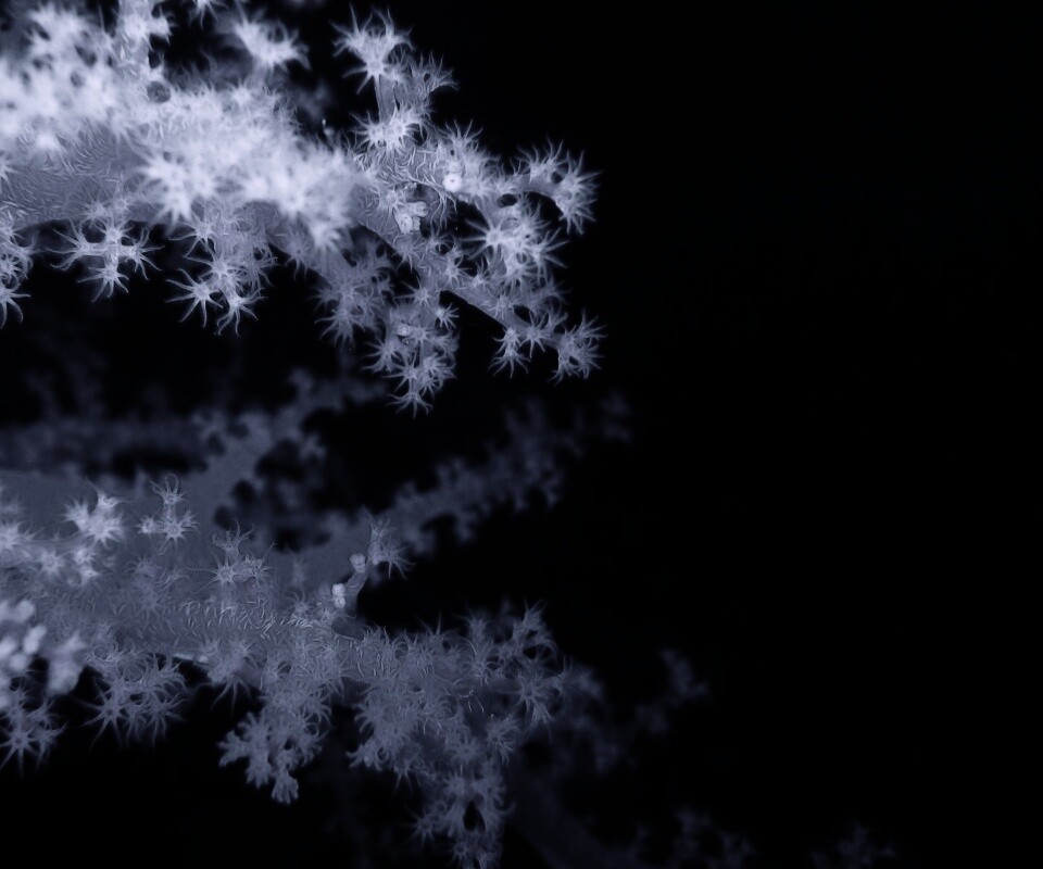 Кораллы обои