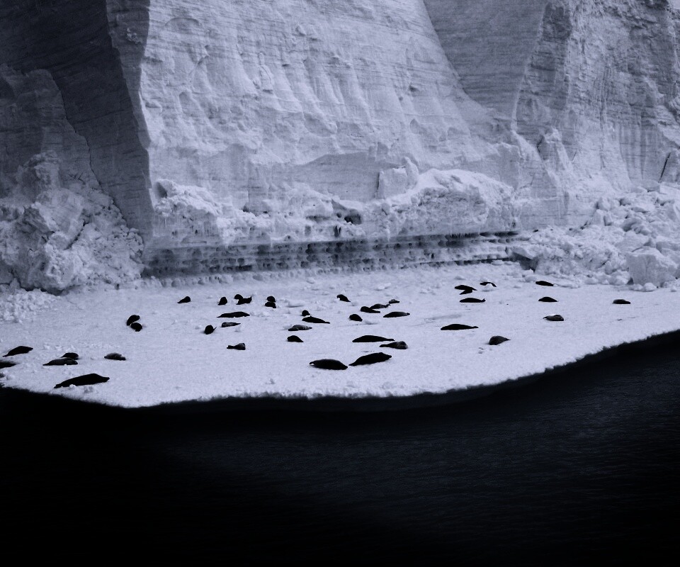 Лежбище тюленей обои