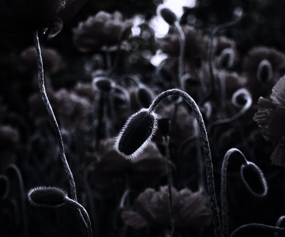 Бутон среди цветов обои