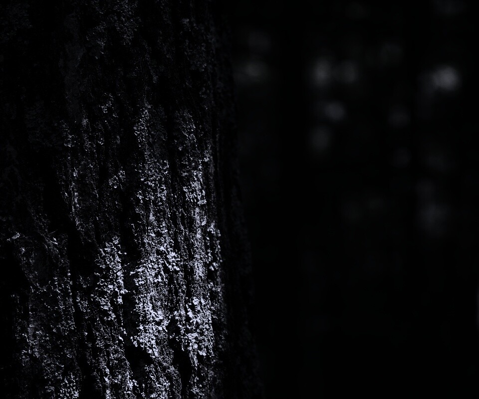 Ствол дерева обои