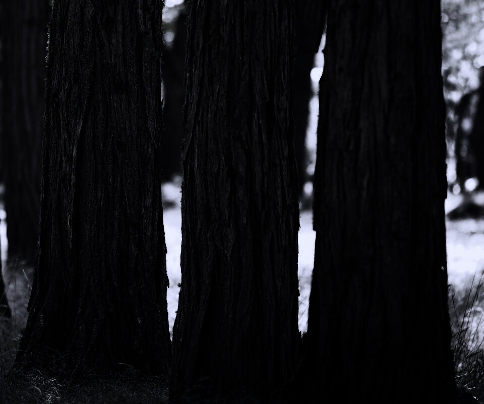 Стволы деревьев  обои