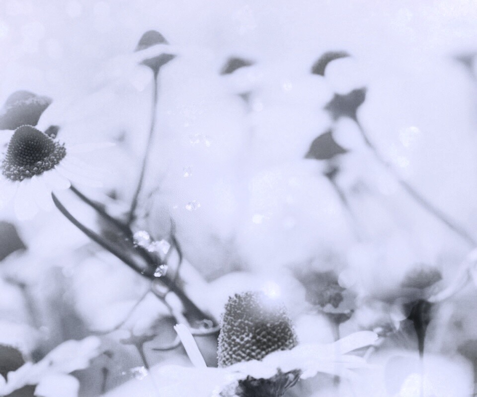 Летние цветы в лучах света обои