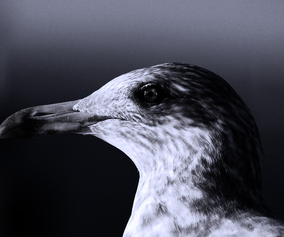 Птичка с длинным клювом обои